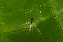 Dicranota maculata
