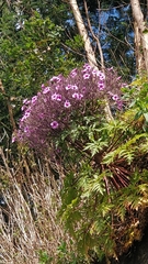 Geranium maderense image