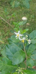 Solanum goetzei