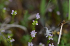 Valerianella muricata
