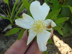 Rosa foliolosa