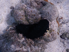 Holothuria leucospilota