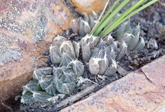 Haworthia cooperi gordoniana
