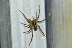 Acantholycosa lignaria