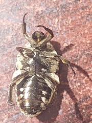 Protaetia acuminata