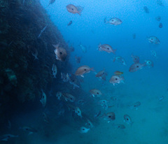 Caesioperca lepidoptera