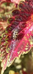 Astylus atromaculatus