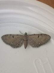 Eupithecia assimilata