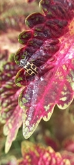 Astylus atromaculatus