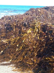 Scytothalia dorycarpa