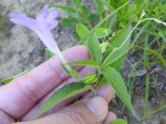 Ruellia pedunculata