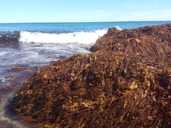 Scytothalia dorycarpa