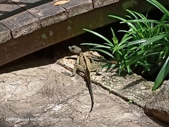 Hydrosaurus pustulatus