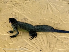 Hydrosaurus pustulatus