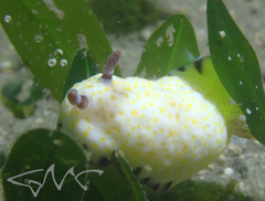Goniobranchus aureopurpureus