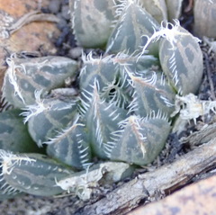 Haworthia cooperi gordoniana