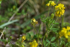 Trigonella esculenta