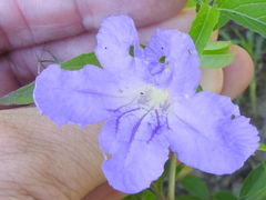Ruellia pedunculata
