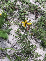 Helianthus debilis image