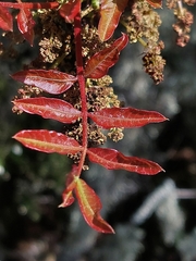 Rhus coriaria