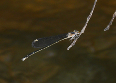 Pseudagrion jedda