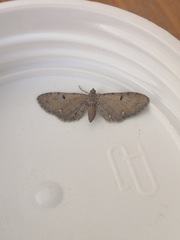 Eupithecia assimilata