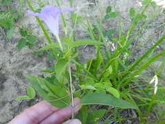 Ruellia pedunculata
