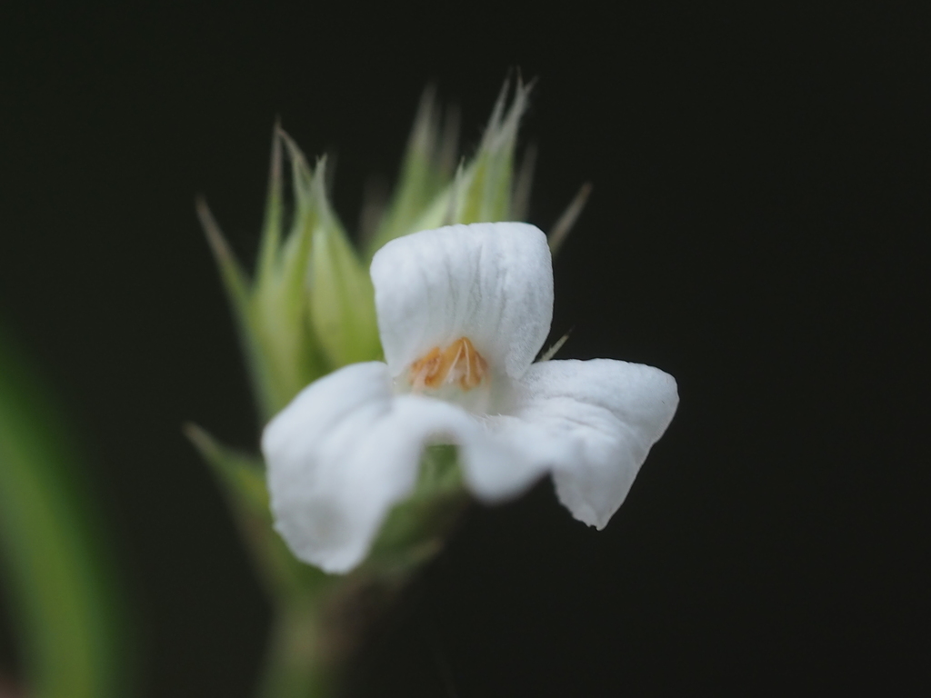 Lepidagathis stenophylla