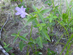 Ruellia pedunculata