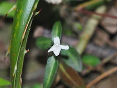 Lepidagathis stenophylla