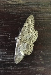 Percnia fumidaria