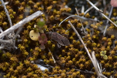 Loxocnemis dentator
