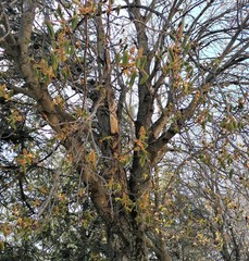 Aesculus hippocastanum