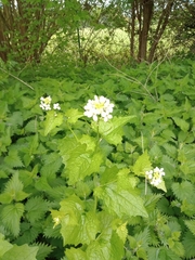 Alliaria petiolata
