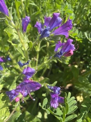 Echium plantagineum
