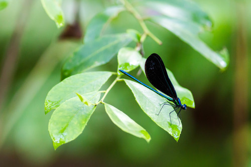 Calopteryx image