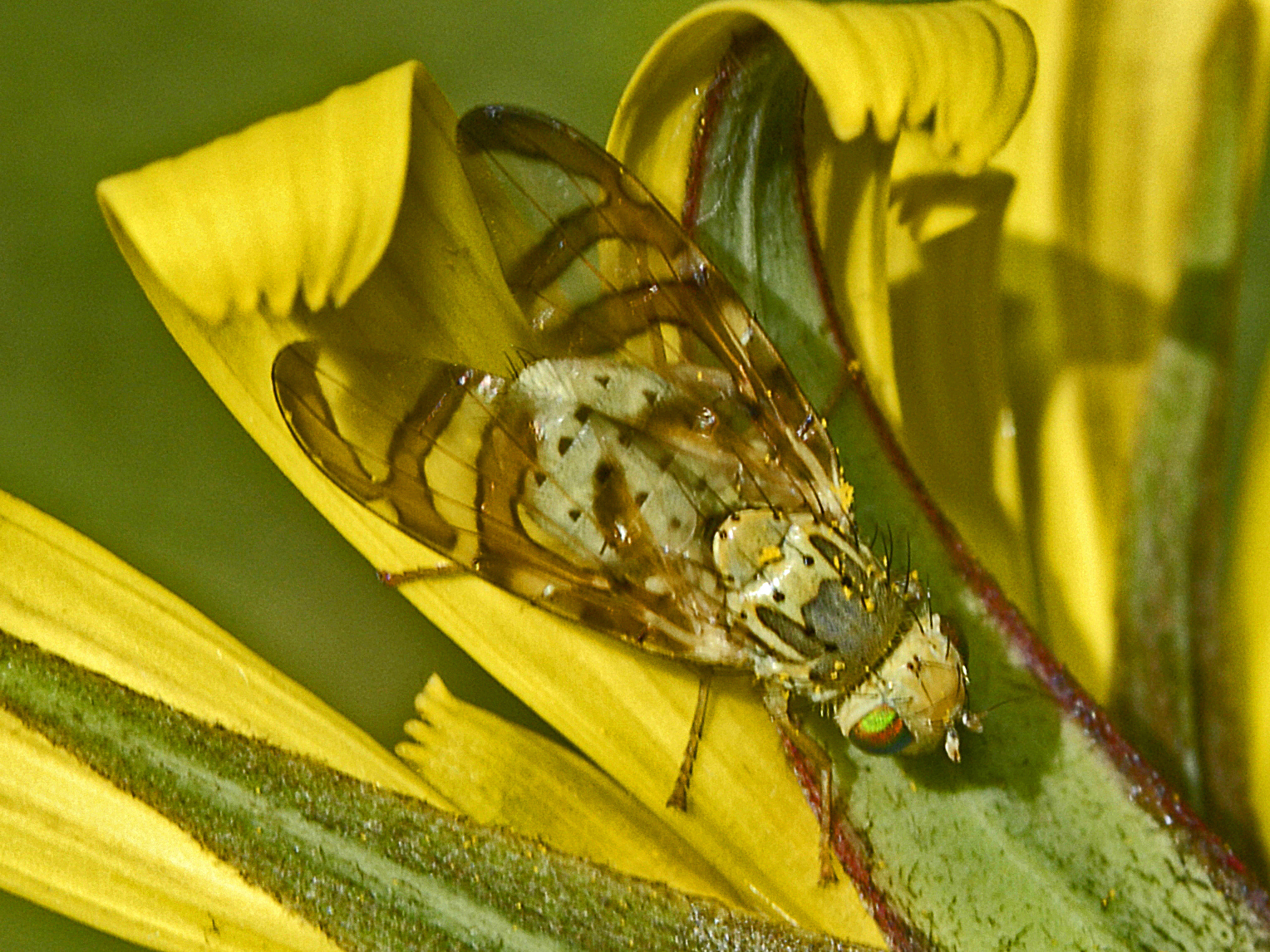 Orellia
