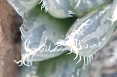 Haworthia cooperi gordoniana