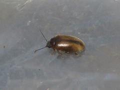 Contacyphon laevipennis