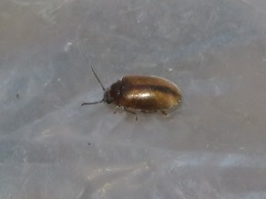 Contacyphon laevipennis