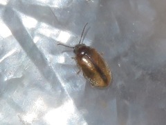 Contacyphon laevipennis