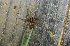 Acantholycosa lignaria