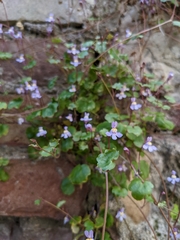 Cymbalaria muralis