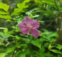 Rhododendron mucronulatum
