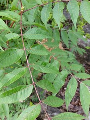 Pistacia chinensis