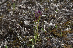 Ophrys bertolonii flavicans