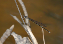 Pseudagrion jedda