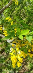 Laburnum anagyroides