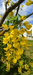 Laburnum anagyroides