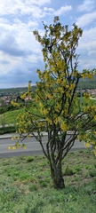 Laburnum anagyroides